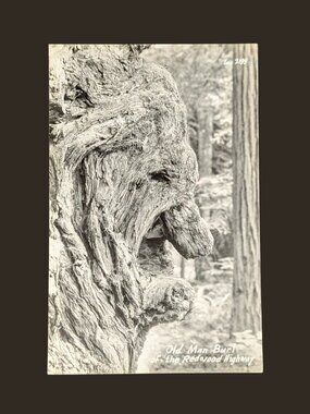 POSTCARD SALE 10/$20 Blank California Old Man Burl Real Photo Postcard RPPC